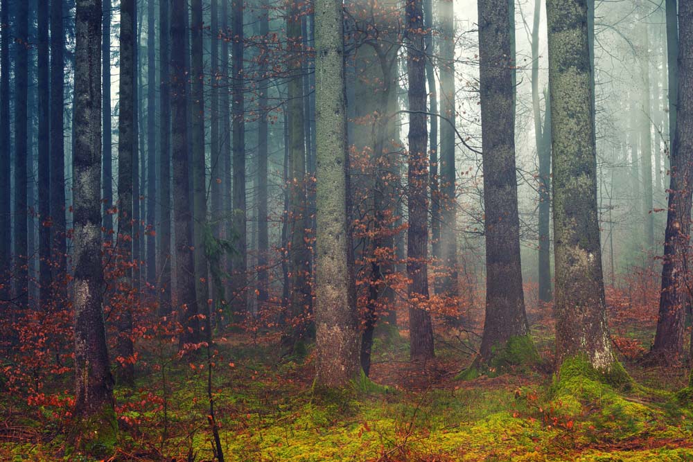 

Фотообои ArtSide Лес (211122042) Базальт