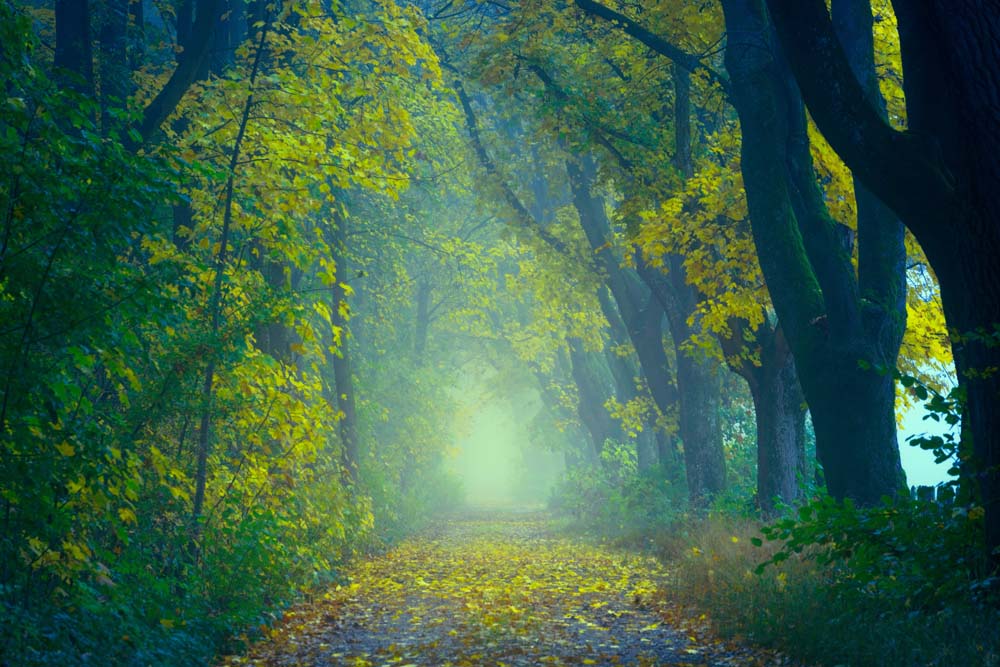 

Фотообои ArtSide Осенний лес (1279203271) Жаккард