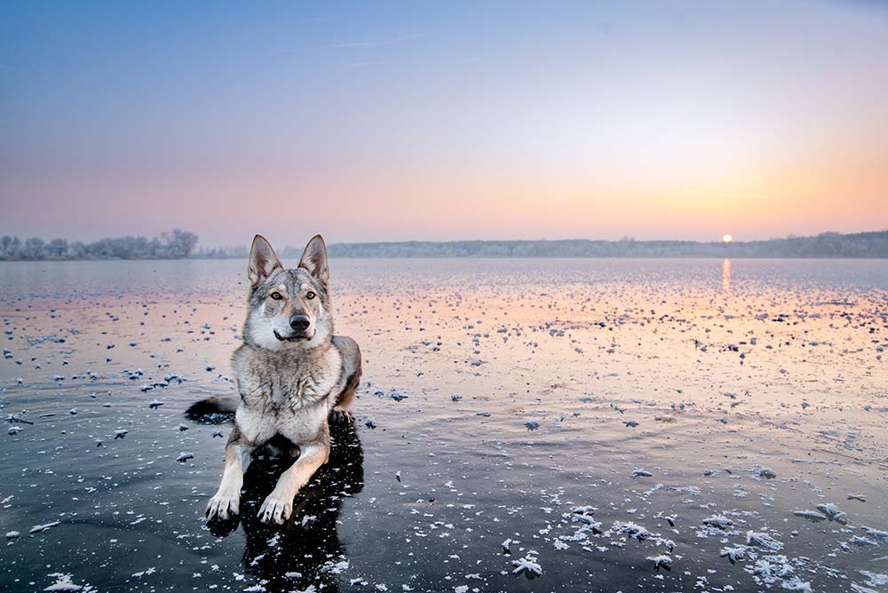 

Фотообои ArtSide Волк (553716871) Венеция