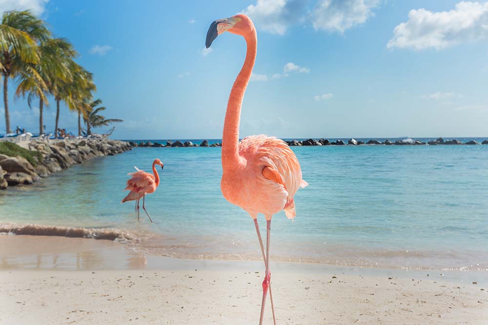 

Фотообои ArtSide Фламинго на пляже (524448379) Глянец