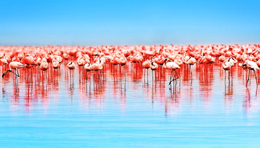 

Фотообои ArtSide Фламинго на озере (6959) Деко