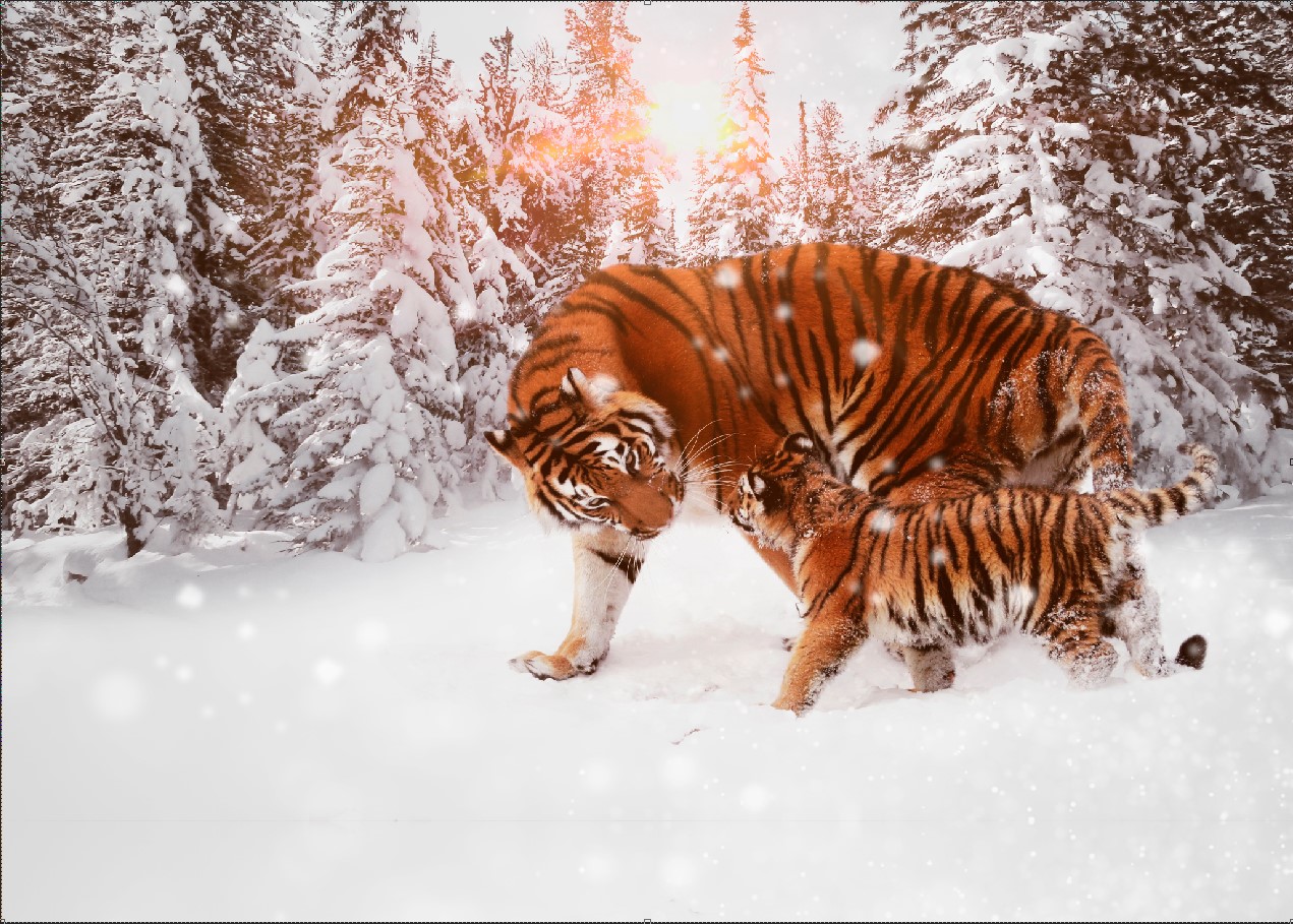 

Фотообои ArtSide Тигр и тигренок (1031220206) Глянец