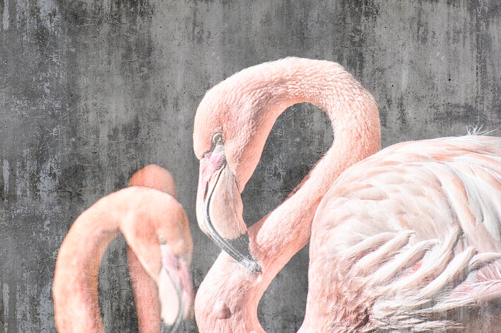 

Фотообои ArtSide Фламинго на штукатурке (71120182_1) Штукатурка