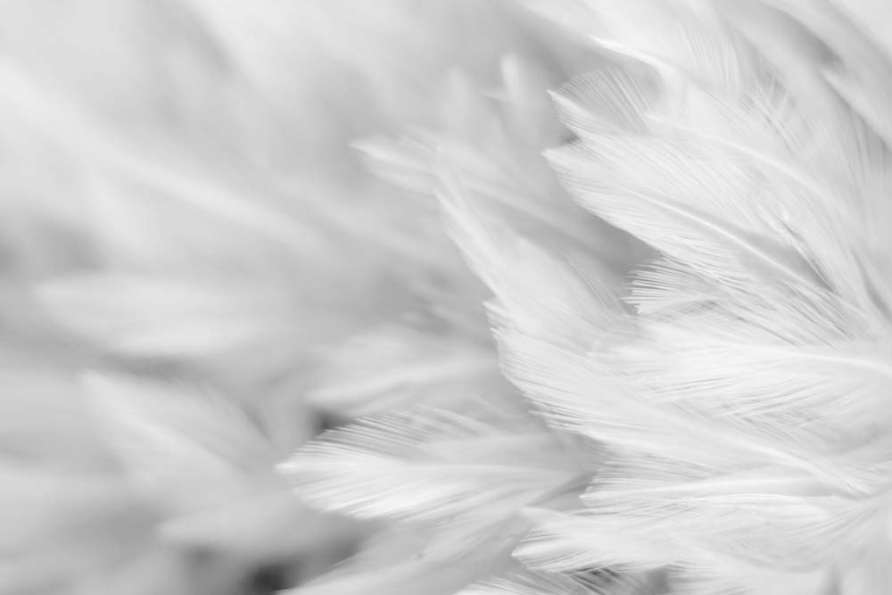 

Фотообои ArtSide Перья (1146573557) Деко