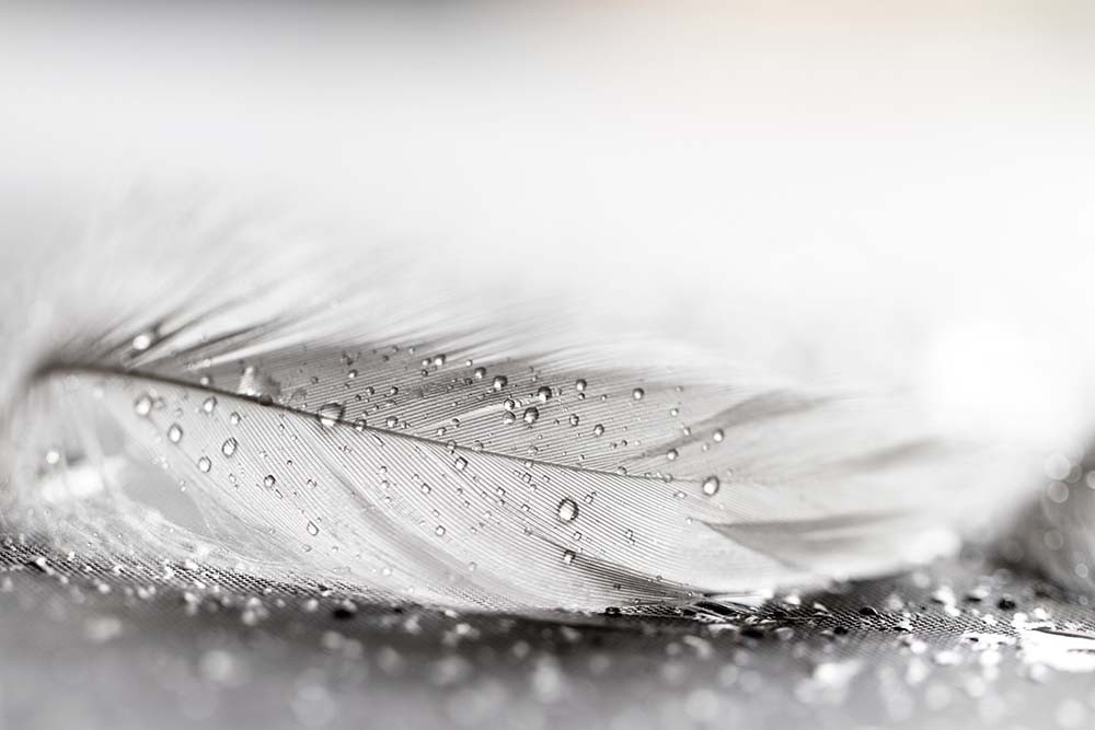

Фотообои ArtSide Перо (262846943) Жаккард