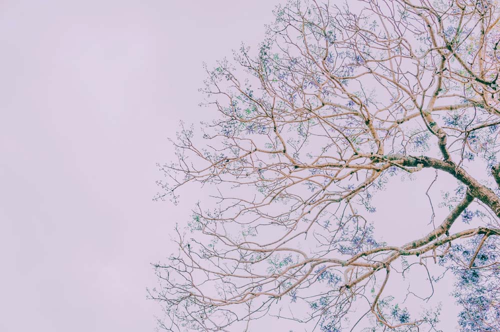 

Фотообои ArtSide Ветка дерева (21212201) Глянец