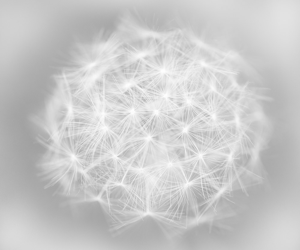 

Фотообои ArtSide Воздушный одуванчик (78381538) Глянец