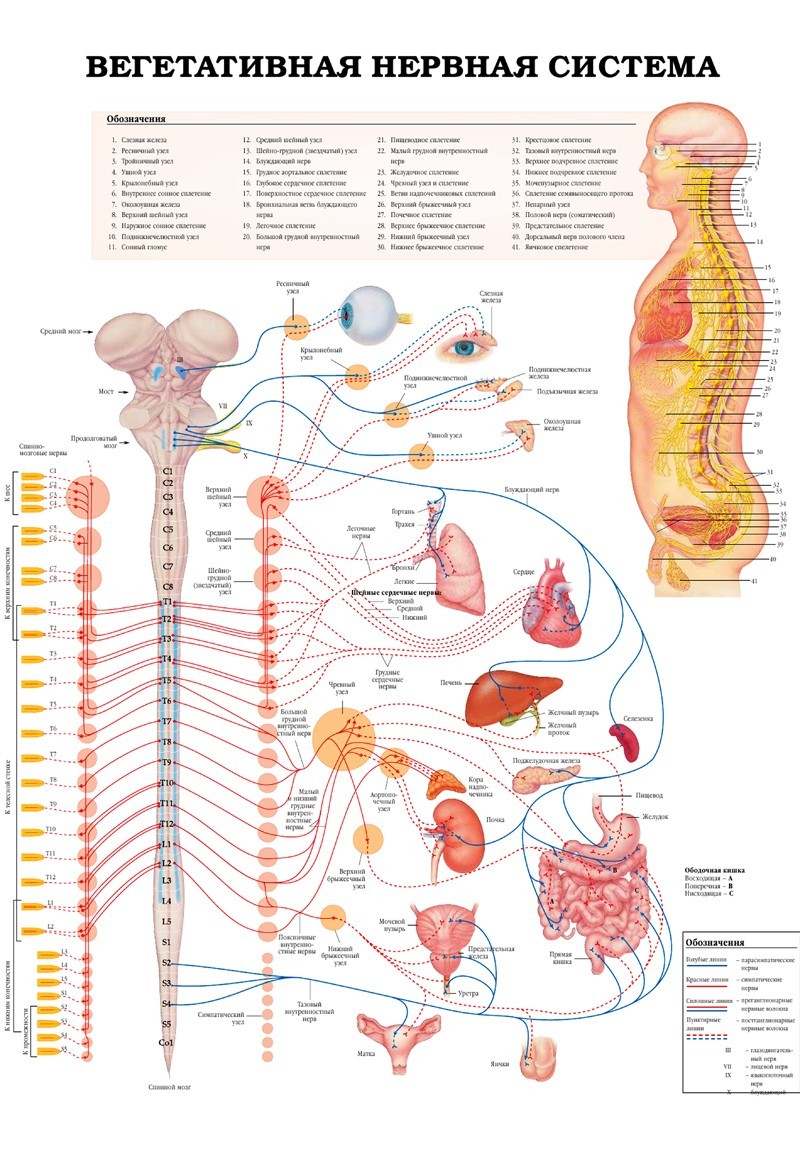 

Плакат вегетативная нервная система человека тип 2 32см Х 48 см