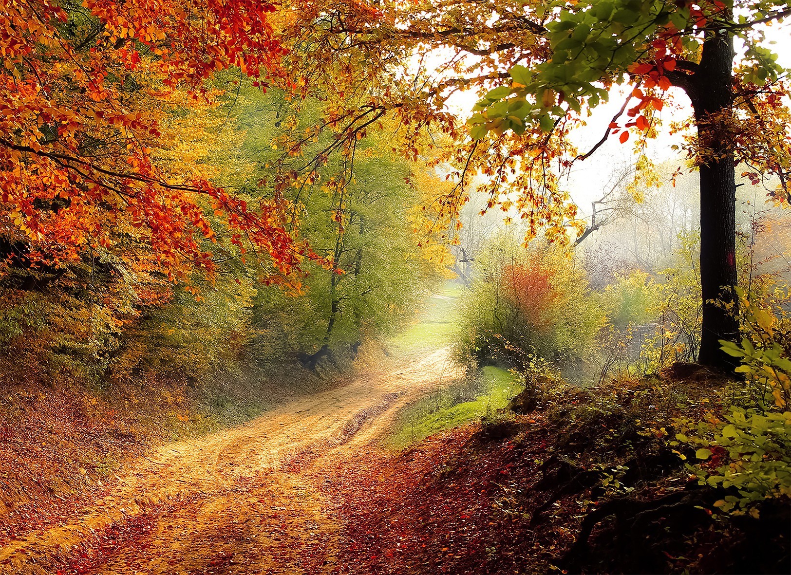 

Картина Осенняя дорога в лесу на натуральном холсте Артприз 80х90см (Л3/8090/137)