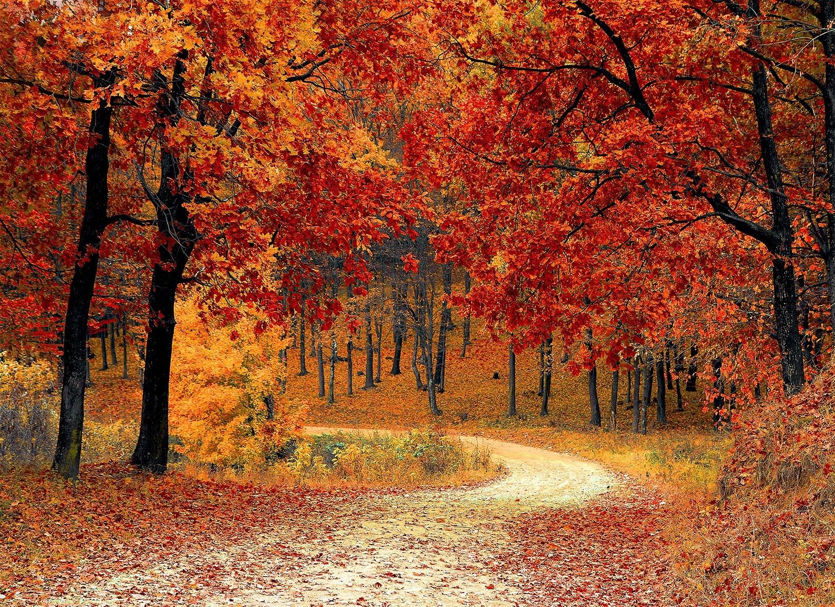 

Картина Красивый осенний лес на натуральном холсте Артприз 80х80см (Л4/8080/138)