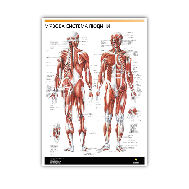 

Плакат "Мышечная система человека" (1 плакат) Медиспорт укр. язык