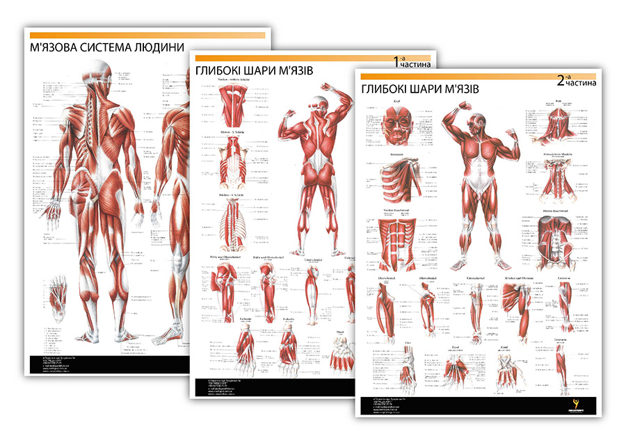 

Комплект плакатов "Мышцы человека" (с 3 частей) Медиспорт латинский язык