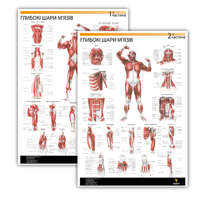 

Комплект плакатов "Глубокие слои мышц" (с 2 частей) Медиспорт укр. язык