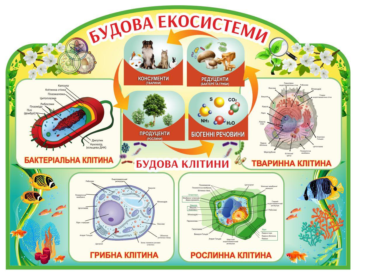 

Будова екосистеми ColorIT КХ110015