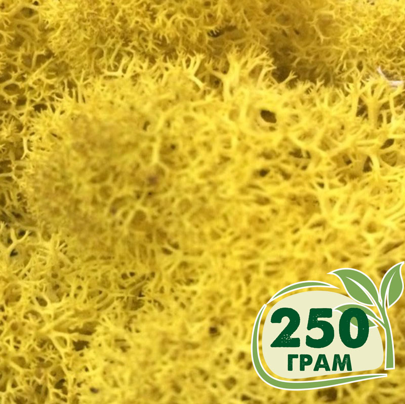 

Стабилизированный мох ягель Nordic moss Желтый классический 250 грамм
