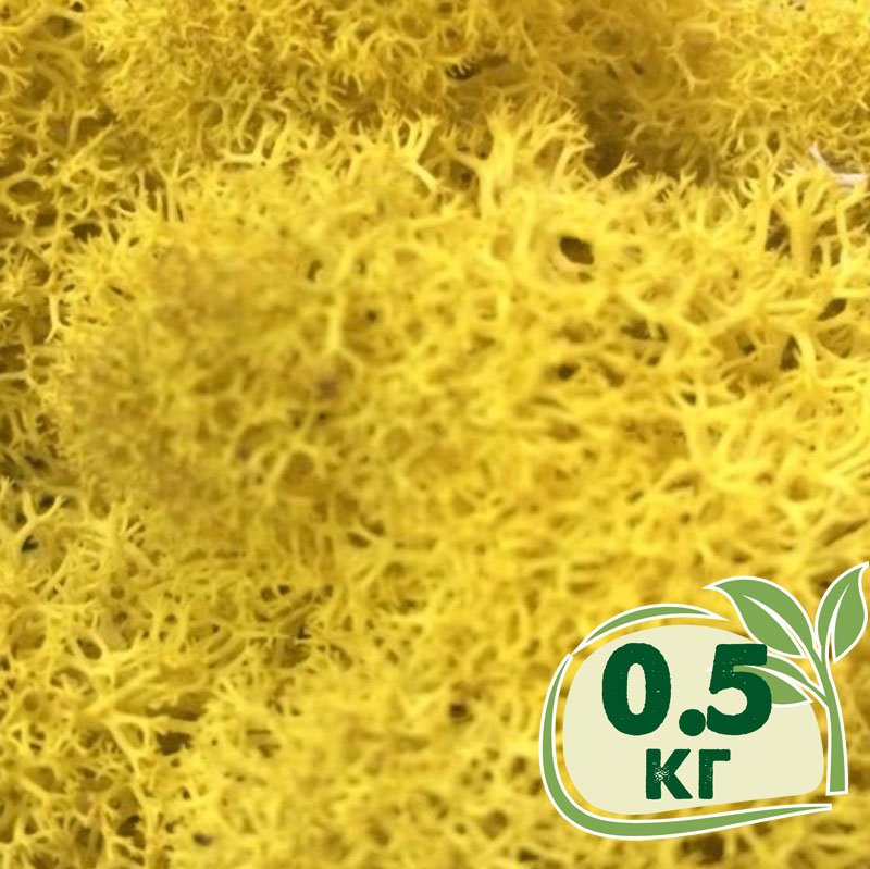 

Стабилизированный мох ягель Nordic moss Желтый классический 0,5 кг