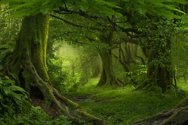 

Фотообои Decor-oboi Густой лес. Винил на флизелиновой основе, 368*254 см.