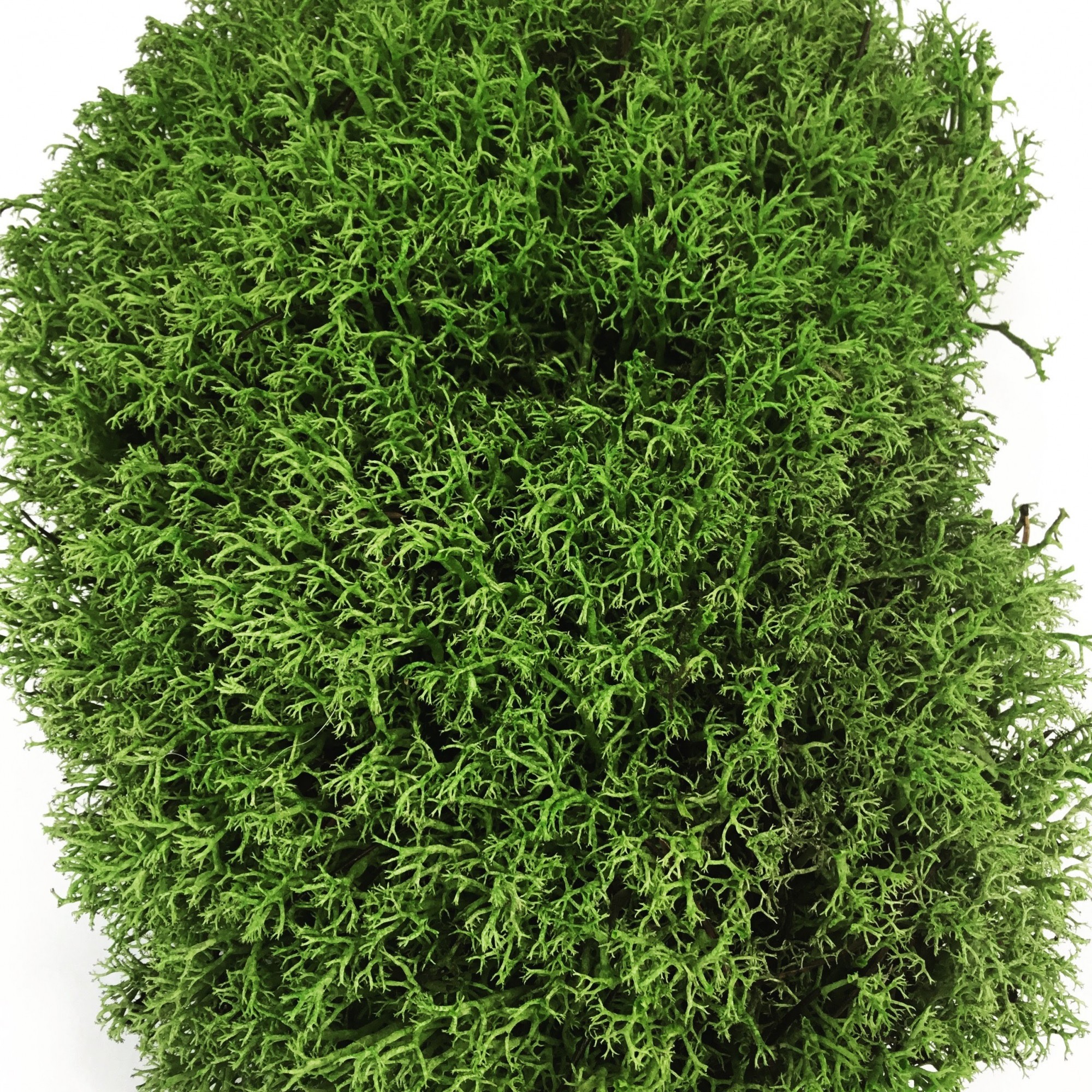 

Стабилизированный мох Green Ecco Moss Ягель Украинский Зеленый 1 кг