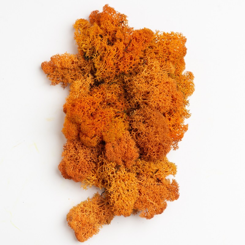 

Стабилизированный мох Green Ecco Moss Ягель Скандинавский Оранжевый 1 кг