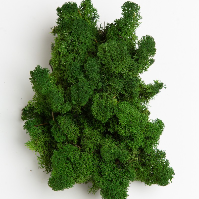 

Стабилизированный мох Green Ecco Moss Ягель Скандинавский Натуральный 1 кг