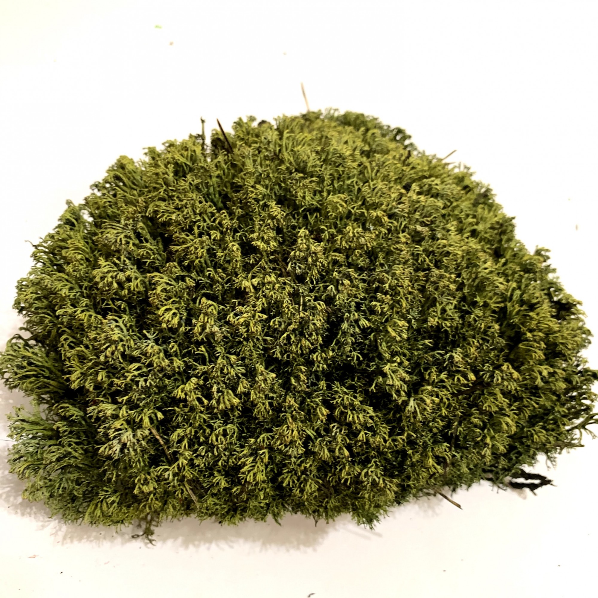 

Стабилизированный мох Green Ecco Moss Ягель Украинский Хаки 250 г