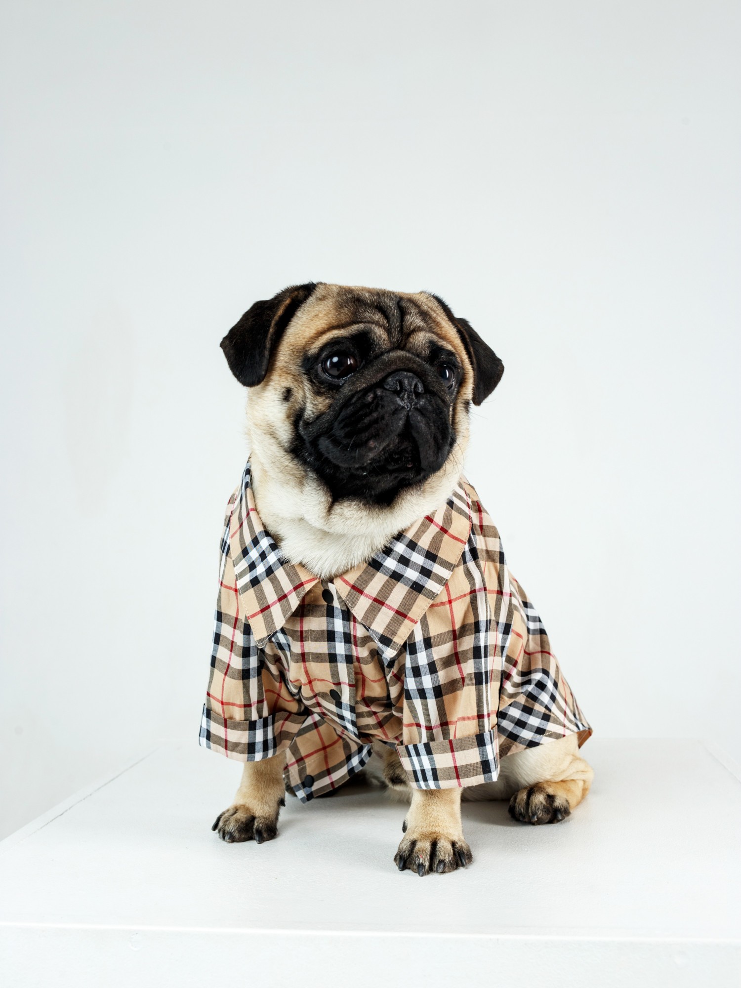 

Рубашка Клетка Для Собак Разноцветная XXS