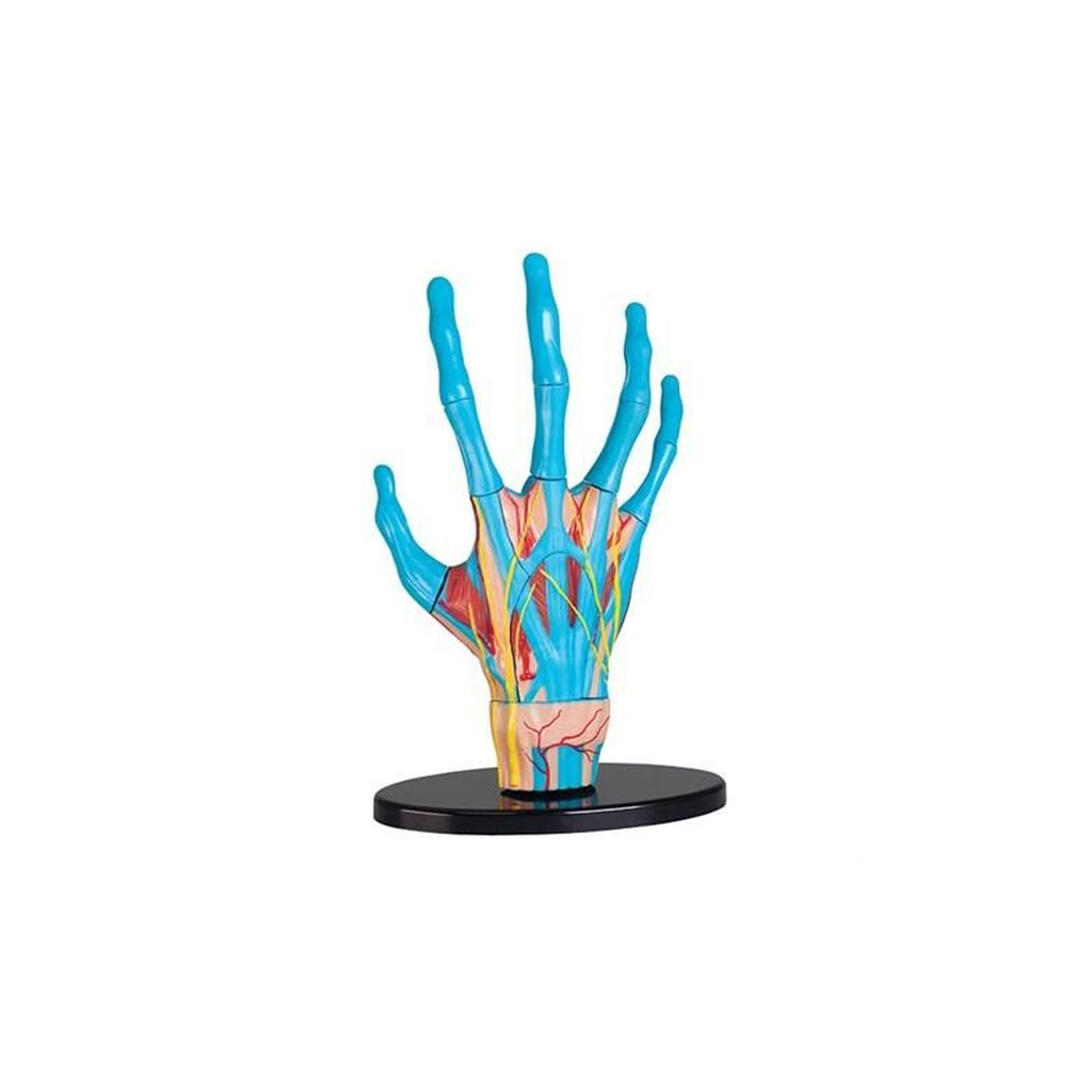 

Набор для экспериментов EDU-Toys Модель руки сборная, 16,5 см (SK058)