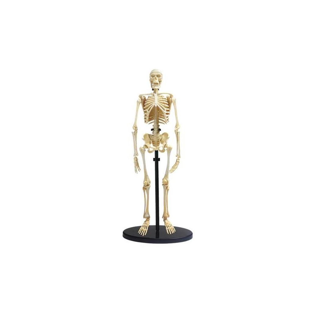 

Набор для экспериментов EDU-Toys Модель скелета человека сборная, 24 см (SK057)