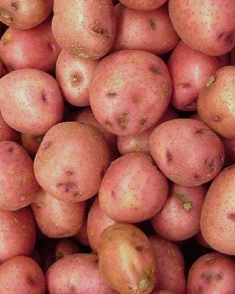 Відгуки про картоплю слов’янку: якісні оцінки та досвід використання