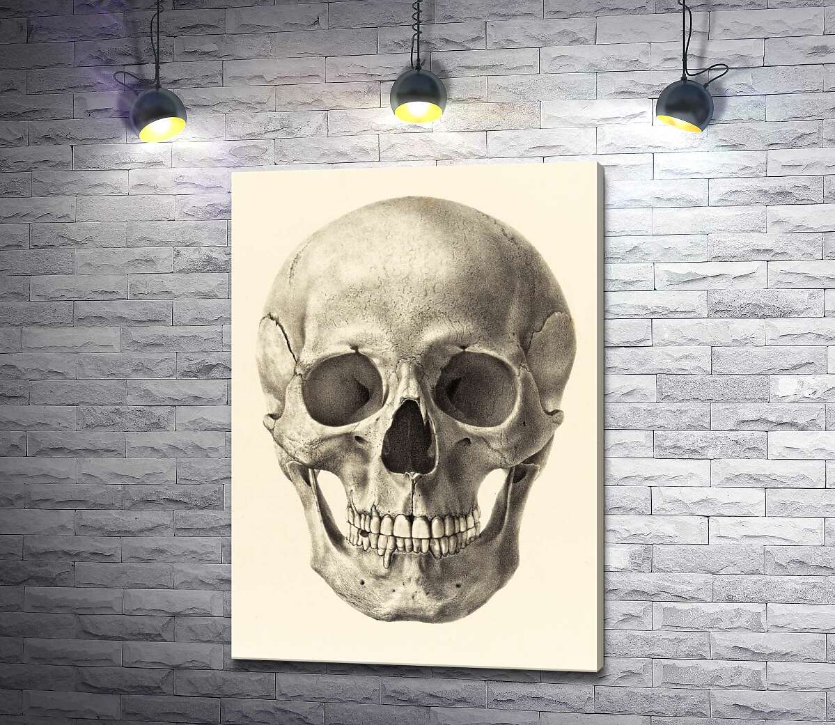 

Картина ArtPoster Анатомия в деталях: череп человека 100x141 см Модуль №1