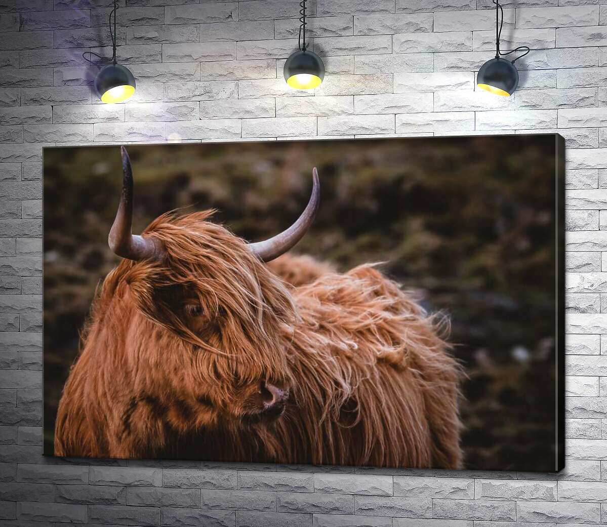 

Картина ArtPoster Мягкая шерсть шотландской коровы развевается на ветру 130x87 см Модуль №1