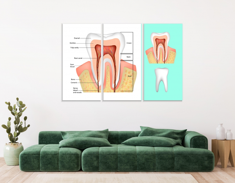 

Картина на холсте Модульные Модульная картина Tooth Structure 3 картины 25х50 см.