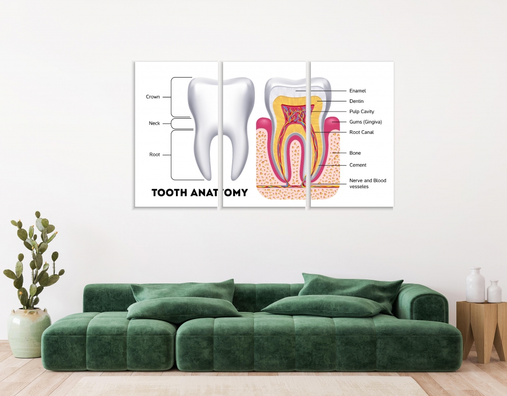 

Картина на холсте Модульные Модульная картина Tooth Anatomy 3 картины 30х60 см.