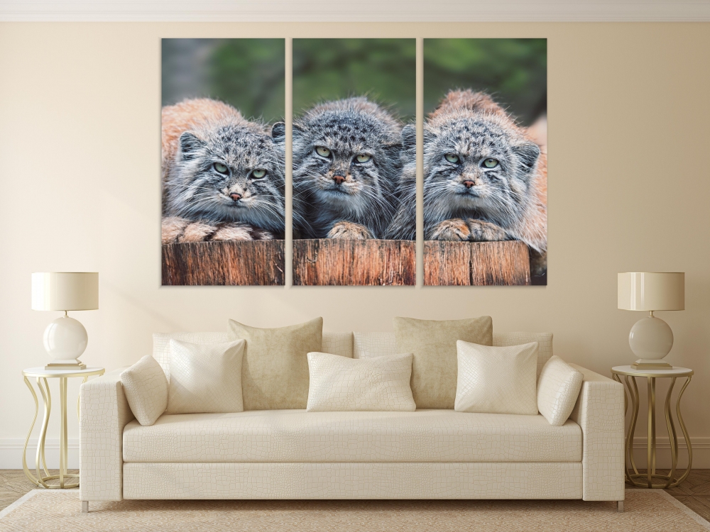 

Картина на холсте Модульные Модульная картина Кот Палласа (Otocolobus manul) 3 картины 70х140 см.