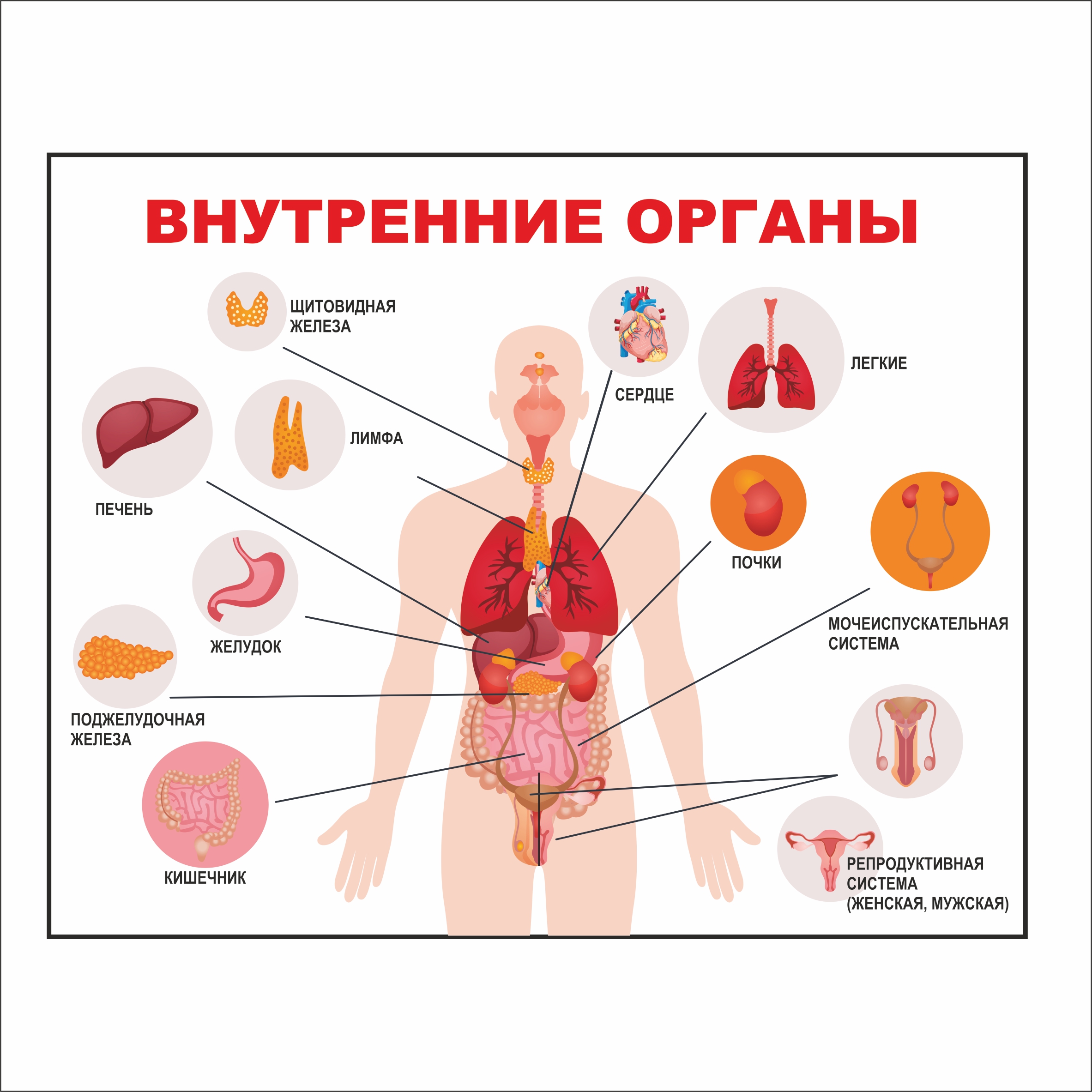 

Плакат Beauty Special Внутренние органы 85x70 см (5635)