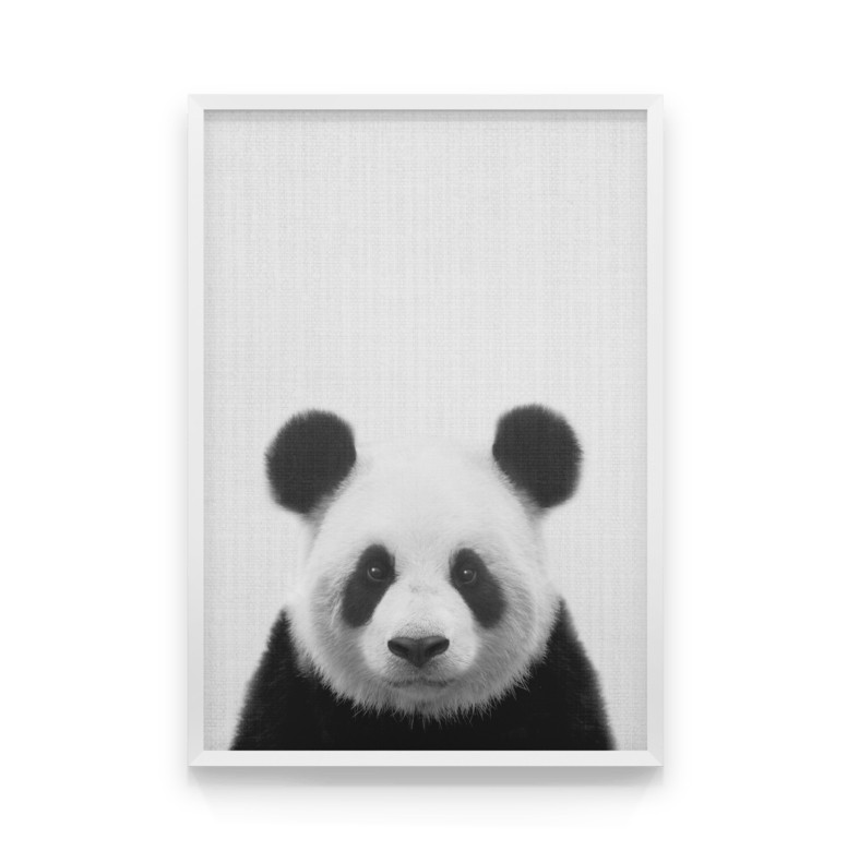 Постер на стену Панда в кадре 50х70 см – низкие цены, кредит, оплата ...