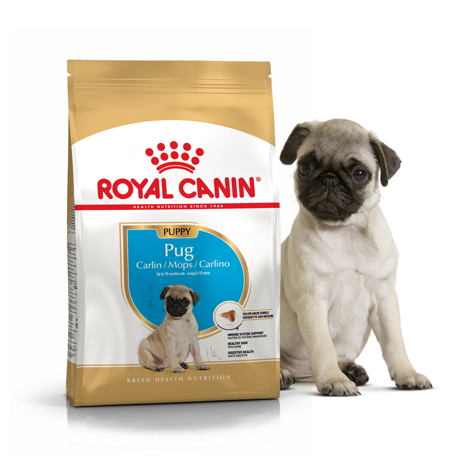 10 Royal Canin pug Puppy 1 5