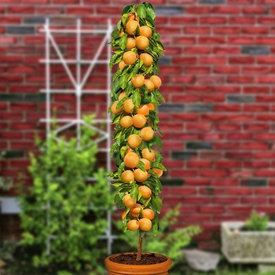 Абрикос колоновидный Принц Март 5 шт – низкие цены, кредит, оплата ...