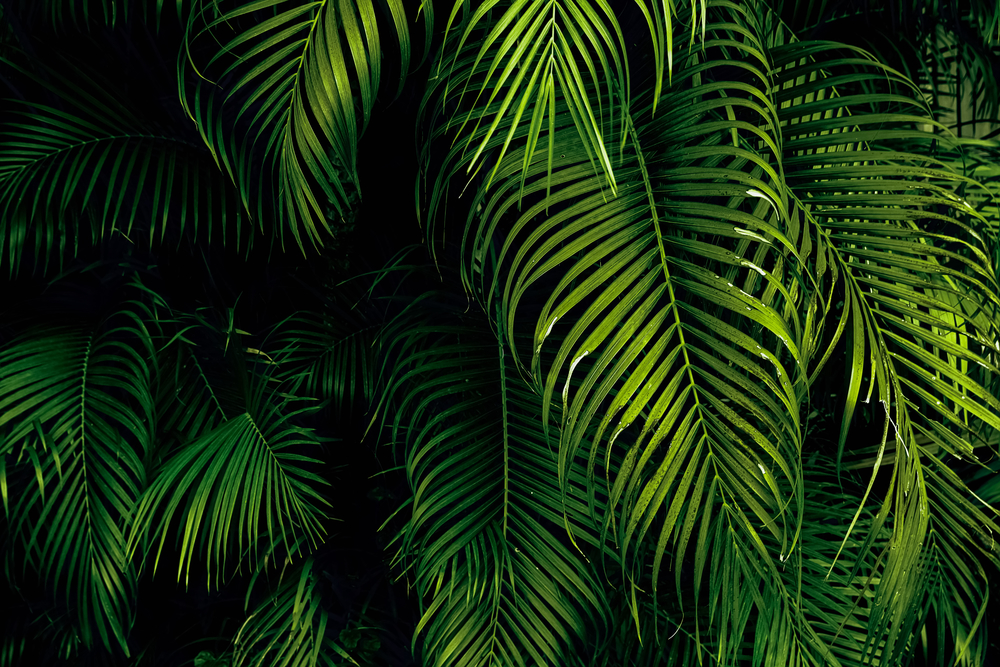 

Фотообои Фоны и текстуры 'Тропические листья' (5230) , Гладь