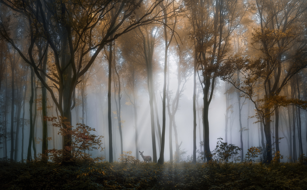 

Фотообои Природа 'Туманный лес' (5253) , Гладь