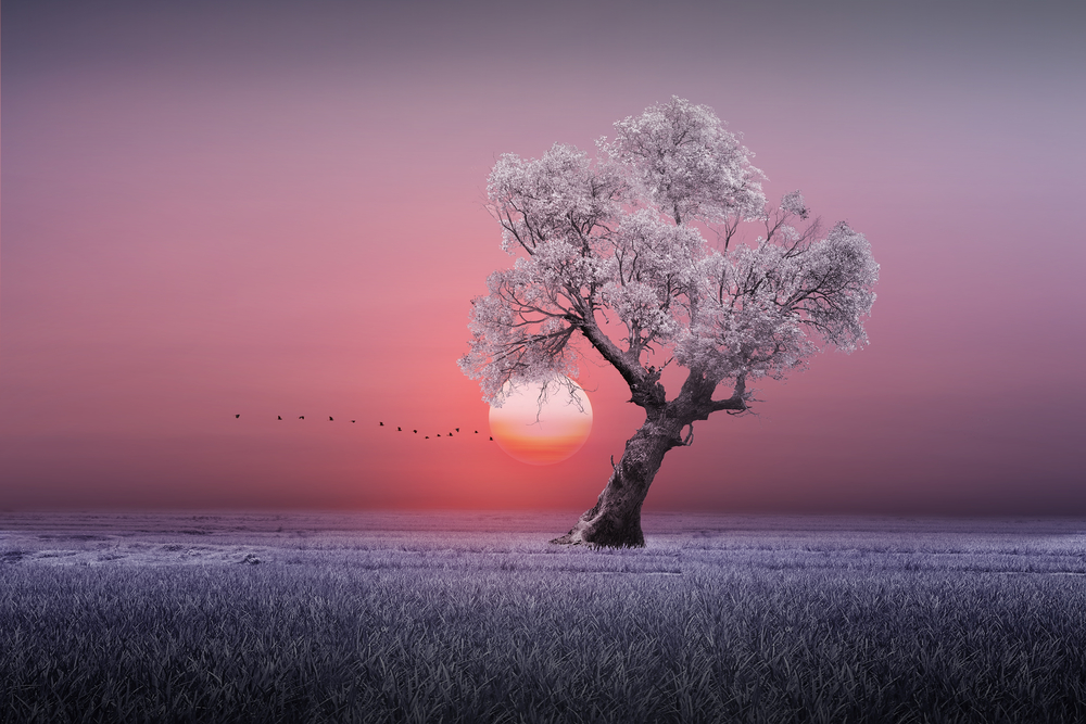 

Фотообои Природа 'Зимнее дерево' (5353) , Фреска