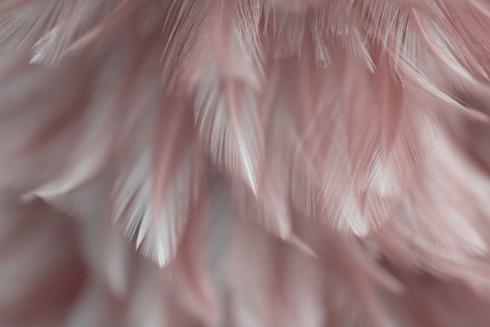 

Фотообои Фоны и текстуры 'Перья' (5938) , Иней
