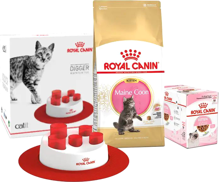 Сухой корм для котят Royal Canin Mainecoon Kitten + влажный корм для ...