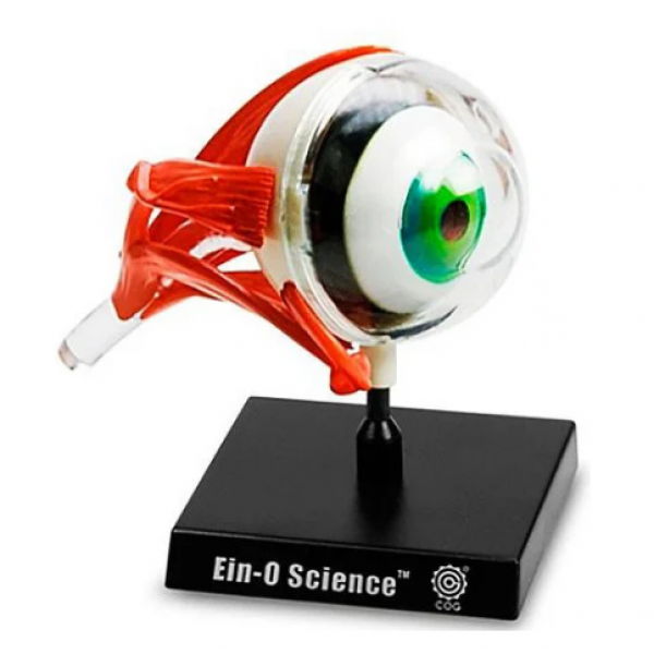 

Биологическая модель Глаз Professor Ein-O COG E2370EE
