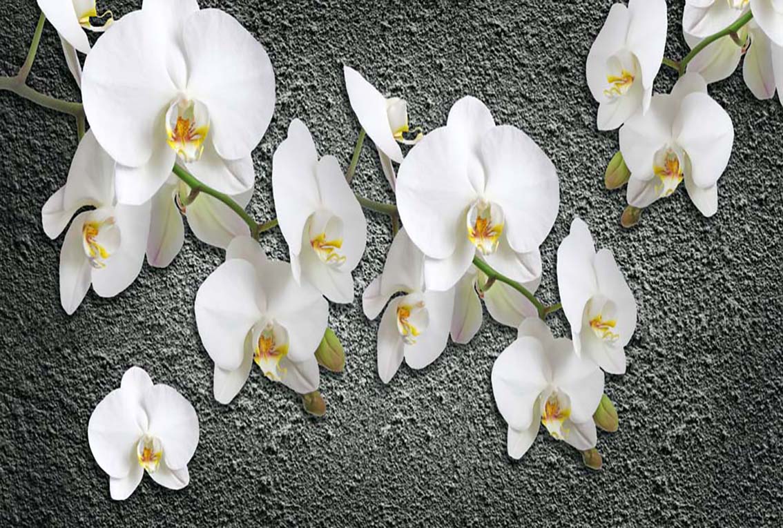 

Фотообои WS Wallpaper 3D Орхидеи на стене 392*270 (31327) Песок