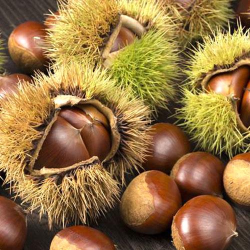Каштан Їстівний /Каштан Съедобный / Castanea sativa C25-50, h 180-250 ...