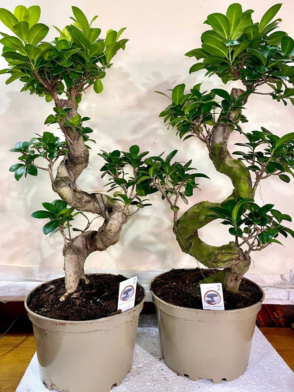 Фікус Бонсай Bonsai Ficus Ginseng, висота 60-70см, об`єм горщику 5л (RG176)  – фото, отзывы, характеристики в интернет-магазине ROZETKA от продавца:  Sho-Sho Store | Купить в Украине: Киеве, Харькове, Днепре, Одессе,  Запорожье, Львове