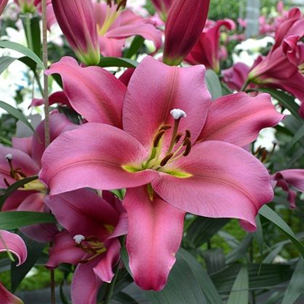 Лілія Invictus цибулина Matla Flowers низкие цены, кредит, оплата