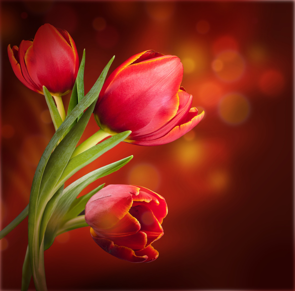 

Фотообои Цветы 'Красные тюльпаны' (6244) , Гладь