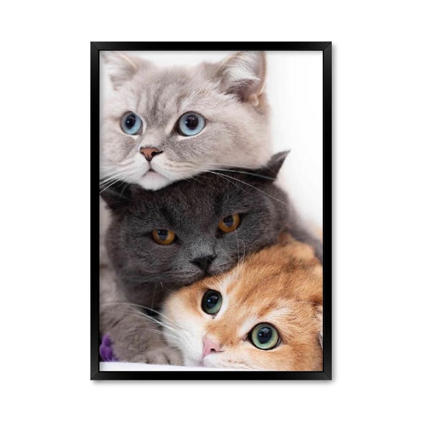 

Постер " Котики" без стекла 420x594 мм в чёрной рамке